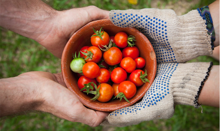 Bowl of cherry tomatoes held by 4 hands