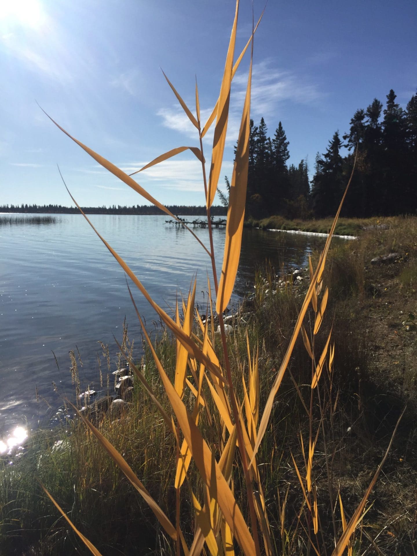 Fall grass on shore of Grieg Lake Saskatchewan